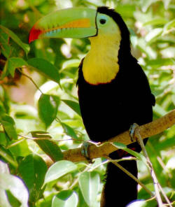 Toucan